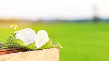 3. Pieces of alum stone on green leaf against blurred background. The connection between natural minerals and plant based ingredients in traditional practices and holistic wellness. photo