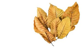 Cutout of yellowish leaves with clipping paths on white background allowing for easy editing. Perfect for digital art, nature inspired designs, and environmental themed projects. photo