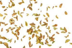 5. Cutout of leaf texture background with copy space and clipping paths on white background. Ideal for graphic design, card making, and nature themed creative projects. photo