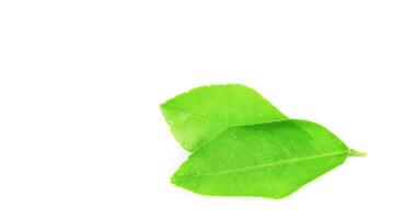 8. Isolation of green lime leaves with clipping paths on white background photo