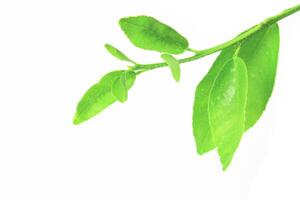 3. Isolation of green lime leaves with clipping paths on white background photo
