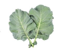 2. Broccoli leaves isolated with clipping paths on white background. This image represents healthy eating, plant based nutrition, and the versatility of leafy greens in cooking and wellness. photo