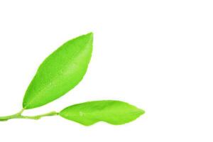 11. Isolation of green lime leaves with clipping paths on white background photo