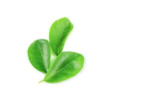 10. Isolation of green lime leaves with clipping paths on white background photo
