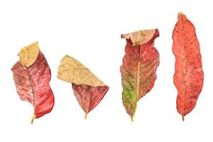 4. Cutout of yellowish leaves with clipping paths on white background allowing for easy editing. Perfect for digital art, nature inspired designs, and environmental themed projects. photo