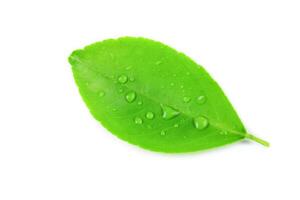 12. Isolation of green lime leaves with clipping paths on white background photo