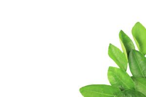 7. Isolation of green lime leaves with clipping paths on white background photo