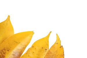3. Cutout of yellow leaves with insect holes and dark spot on white background with clipping paths. photo