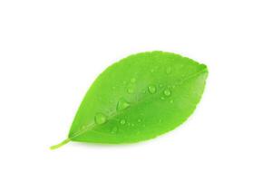 15. Isolation of green lime leaves with clipping paths on white background photo