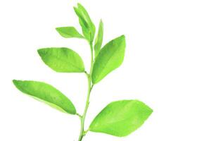 16. Isolation of green lime leaves with clipping paths on white background photo