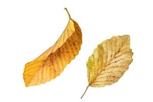 1. Cutout of yellowish leaves with clipping paths on white background allowing for easy editing. Perfect for digital art, nature inspired designs, and environmental themed projects. photo