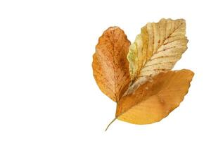 Cutout of yellowish leaves with clipping paths on white background allowing for easy editing. Perfect for digital art, nature inspired designs, and environmental themed project. photo