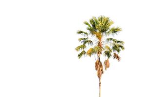 Cutout of Livistona speciosa palm tree with clipping paths on white background. This cutout is perfect for graphic design, landscape planning, or creative digital compositions. photo