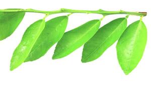 1. Isolation of green lime leaves with clipping paths on white background photo