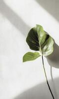 Single fiddle leaf fig branch casting shadow on textured white backdrop in soft sunlight photo