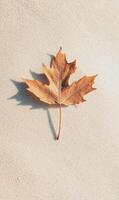 Autumnal leaf resting peacefully on a sandy surface, casting gentle shadow in subtle light photo
