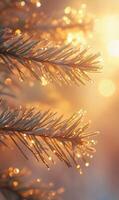 Glistening pine needles bathed in golden sunlight create a magical and ethereal winter scene photo