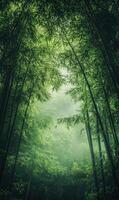 Ethereal bamboo forest canopy with mist and sunlight shining through the leaves photo