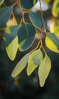 Eucalyptus leaves bathed in golden sunlight with intricate vein details and soft bokeh effect photo