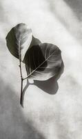 Ethereal ficus lyrata leaves casting soft shadows on textured surface evoking tranquility photo