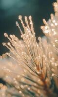 Delicate ice crystals adorn pine needles, creating a frosty, enchanting winter close up view photo