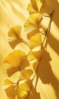 Monochromatic botanical elegance, Ginkgo leaves in soft sunlight against golden backdrop photo