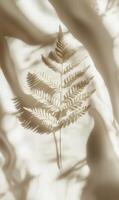 Ethereal fern silhouette on flowing fabric creating soft shadows and a tranquil ambiance photo