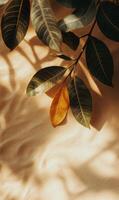 Elegant foliage casting natural shadows on a textured beige surface creates an atmosphere of calm photo