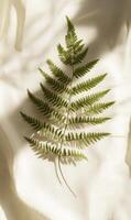Fern frond bathed in sunlight on delicate white fabric backdrop creating a tranquil ambiance photo