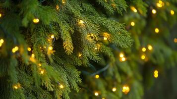 Festive evergreen boughs adorned with golden string lights creating a warm holiday ambiance photo