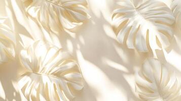 Monstera leaf elegance bathed in sunshine a subtle tonal interplay of shadows and light photo