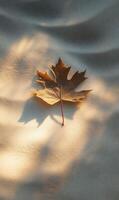 Single maple leaf rests softly on a subtly textured surface bathed in gentle sunlight photo