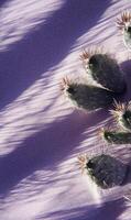 Desert flora shadows purple sand landscape minimal artistic cacti succulent ambiance photo