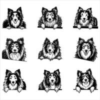 Peeking Rough Collie Dog vector