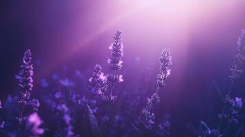 Sun kissed purple lavenders field bathed in sunlight capturing nature's splendor gracefully photo