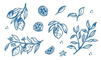 Hand drawn set of lemons fruit. Slice of lemon with branch and flower in ink doodle style. Line blue art. vector