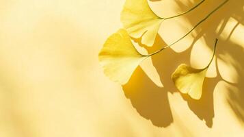 Ginkgo Biloba Leaves in Mellow Yellow Tone with Sunny Shadow Play on Textured Backdrop photo