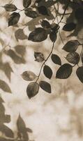 Monochrome leaf silhouettes dancing on a textured surface, a study in light and form photo