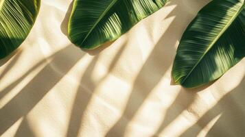 Tropical leaves bathed in soft light casting shadows on a textured sandy surface beauty photo