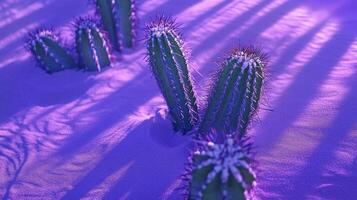 Cactus garden in dreamy purple hues with contrasting textures and soft luminous lighting photo