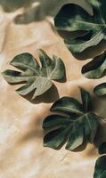 Tropical monstera leaves casting shadows on textured earth tone surface, evoking tranquility photo