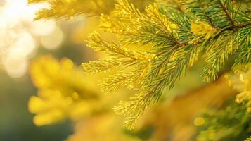 Sunlit evergreen needles create a warm, dreamy effect with golden bokeh backgrounds photo
