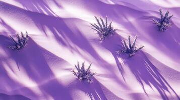 Cactus silhouettes on delicate purple sand dunes create a captivating desert panorama photo