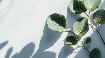 Elegant foliage composition showcasing botanical shadows on light blue background offering copy space photo