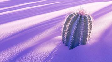 Desert survivor barrel cactus in lavender dune illuminated with surreal and enchanting light photo