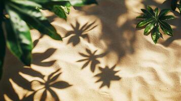 Tropical foliage casting dramatic shadows across warm sand creating a serene ambiance photo
