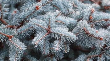 Delicate frost adorns the needles of a blue spruce, creating a winter wonderland scene photo