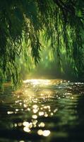 Sunlight filtering through willow branches onto a gentle stream, creating a peaceful atmosphere photo