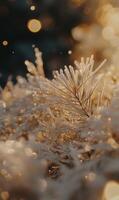Delicate frost clinging to grass blades catching a golden, ethereal, soft light during winter photo