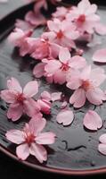 Delicate pink cherry blossoms and scattered petals resting on a dark, wet wooden surface photo
